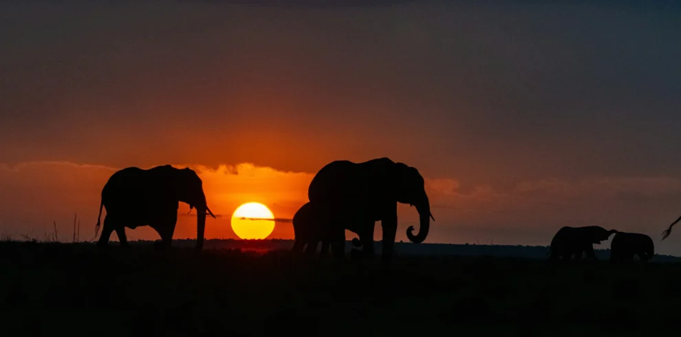 Maasai Mara National Reserve 21